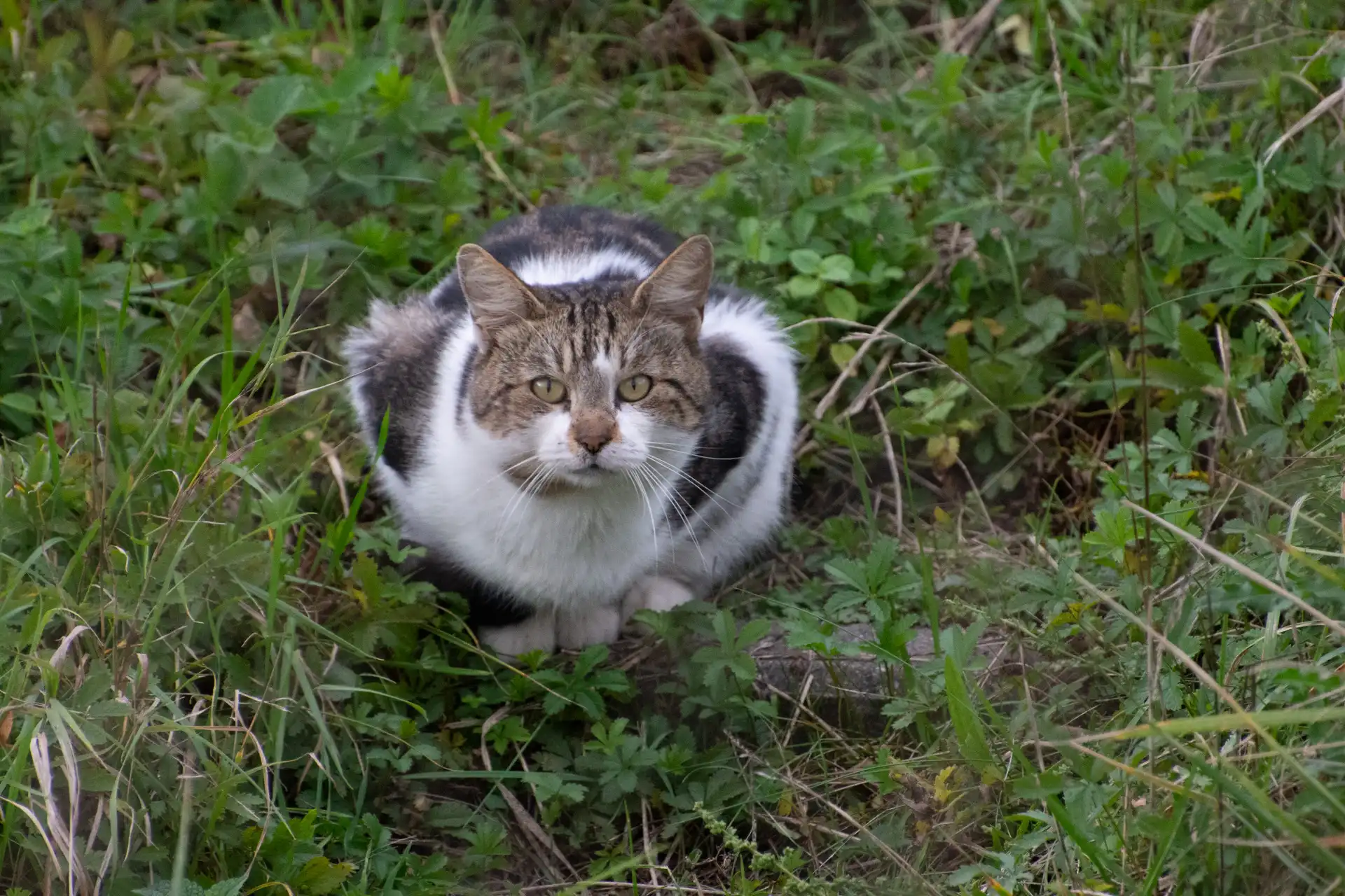 DSC_7429.webp
